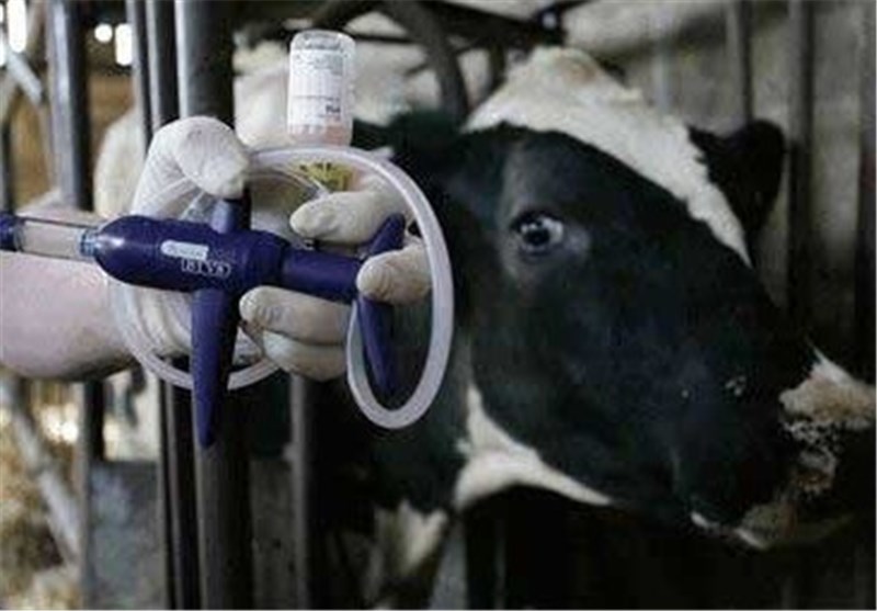 واکسیناسیون 347 هزار رأس دام سیستان و بلوچستان علیه تب مالت