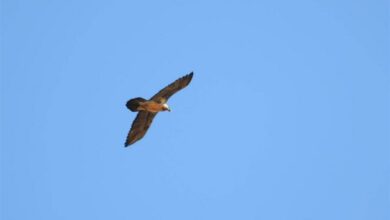 _پرواز_ _هما_ _بر_ _فراز_ _آسمان_ _منطقه_ _حفاظت_ _شده_ _بوزین_ _و_ _مرخیل_ _پاوه_