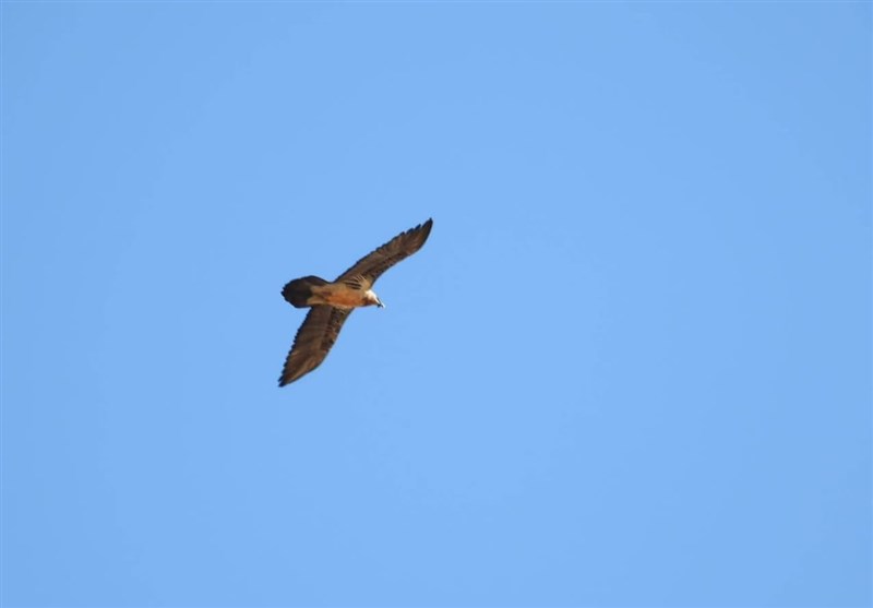 _پرواز_ _هما_ _بر_ _فراز_ _آسمان_ _منطقه_ _حفاظت_ _شده_ _بوزین_ _و_ _مرخیل_ _پاوه_