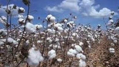 پیشبینی برداشت 10 هزار تن پنبه از مزارع نیشابور