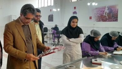 کاهش 80 درصدی سطح زیرکشت زعفران در بردسکن