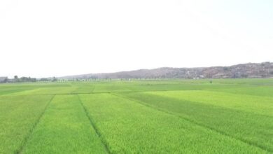 کاهش مصرف نهادههای شیمیایی در شالیزارهای مازندران