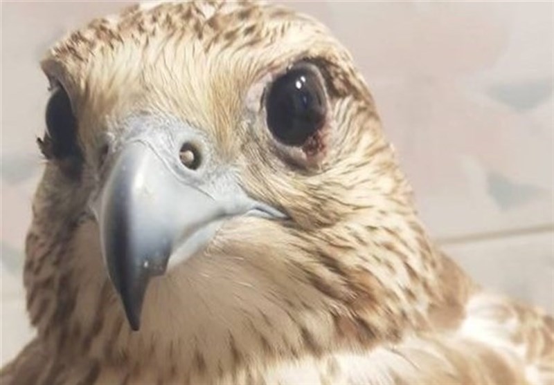 کشف 17 پرنده شکاری قاچاق در استان بوشهر