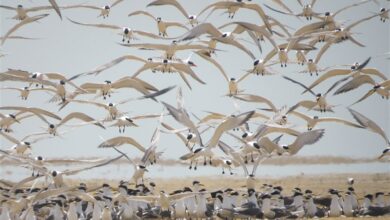 گزارش|حال ناخوش بهشت پرندگان/ زخم عمیق بر تن تالاب میانکاله