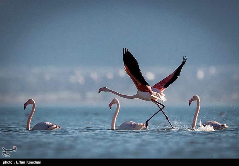 گزارش|حال ناخوش بهشت پرندگان/ زخم عمیق بر تن تالاب میانکاله