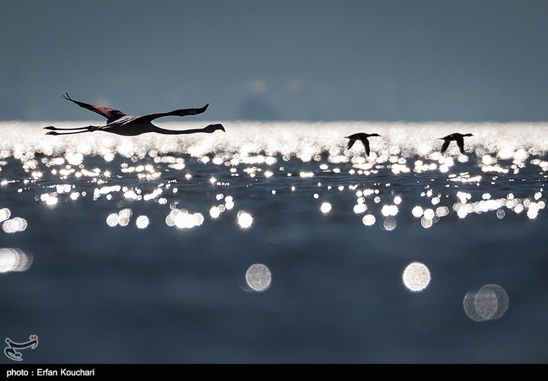 گزارش|حال ناخوش بهشت پرندگان/ زخم عمیق بر تن تالاب میانکاله