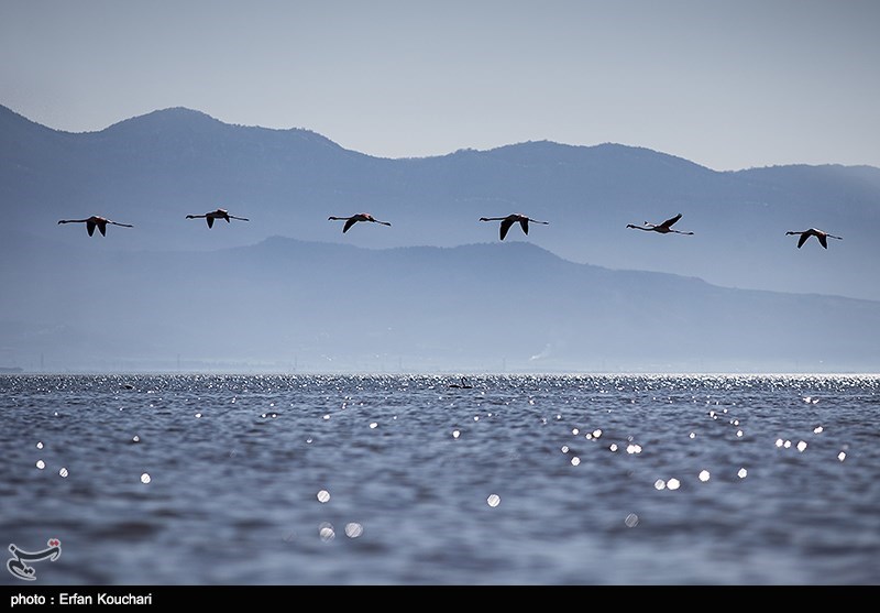 گزارش|حال ناخوش بهشت پرندگان/ زخم عمیق بر تن تالاب میانکاله