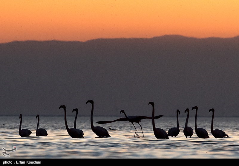 گزارش|حال ناخوش بهشت پرندگان/ زخم عمیق بر تن تالاب میانکاله