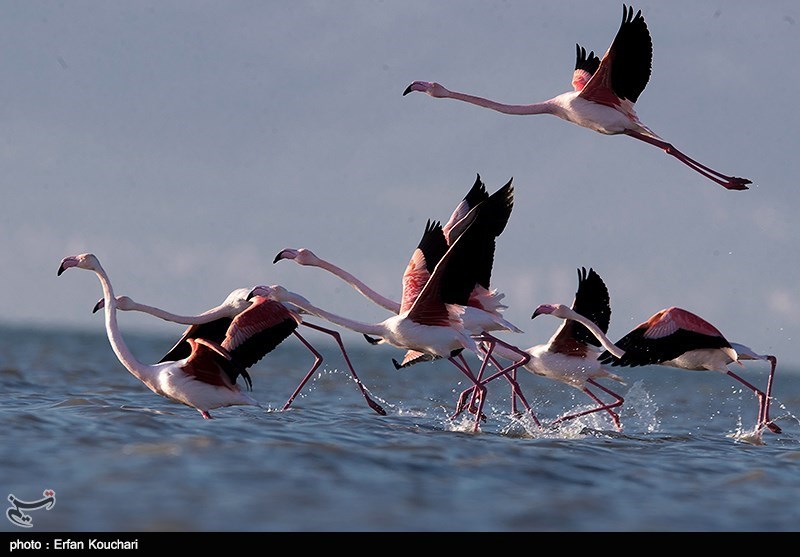 گزارش|حال ناخوش بهشت پرندگان/ زخم عمیق بر تن تالاب میانکاله