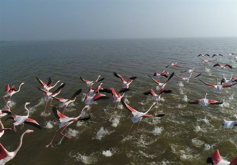 گزارش|حال ناخوش بهشت پرندگان/ زخم عمیق بر تن تالاب میانکاله