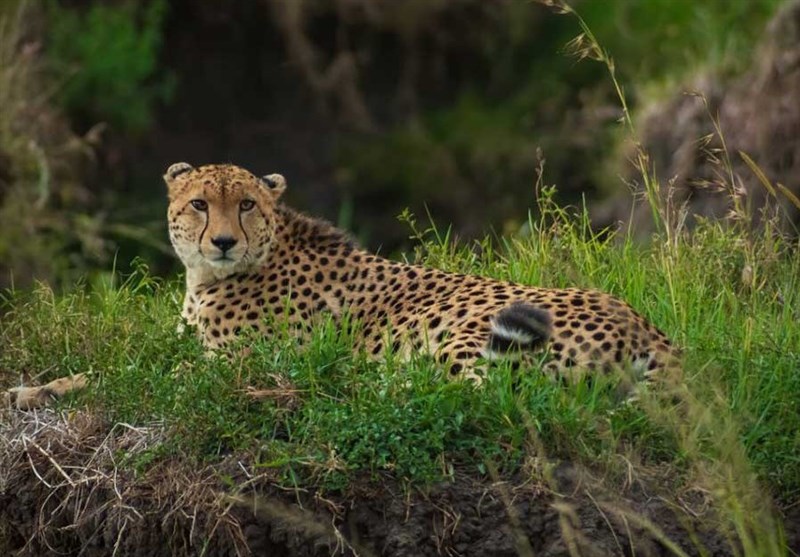 گفتوگو| ضربهای که خوشنشینها به حیات وحش وارد کردند