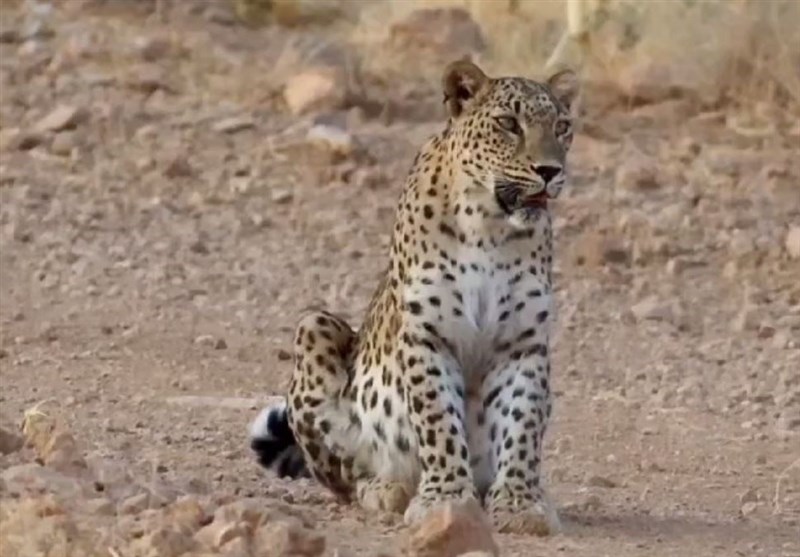 گفتوگو| ضربهای که خوشنشینها به حیات وحش وارد کردند