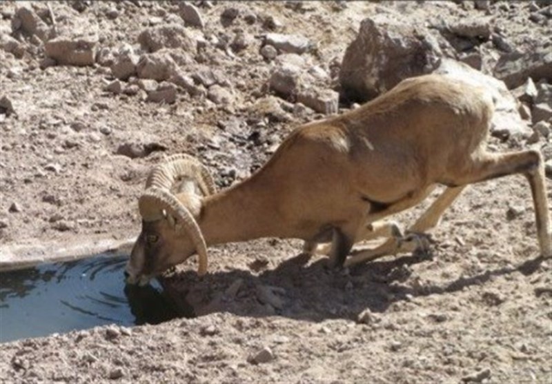 گفتوگو| ضربهای که خوشنشینها به حیات وحش وارد کردند