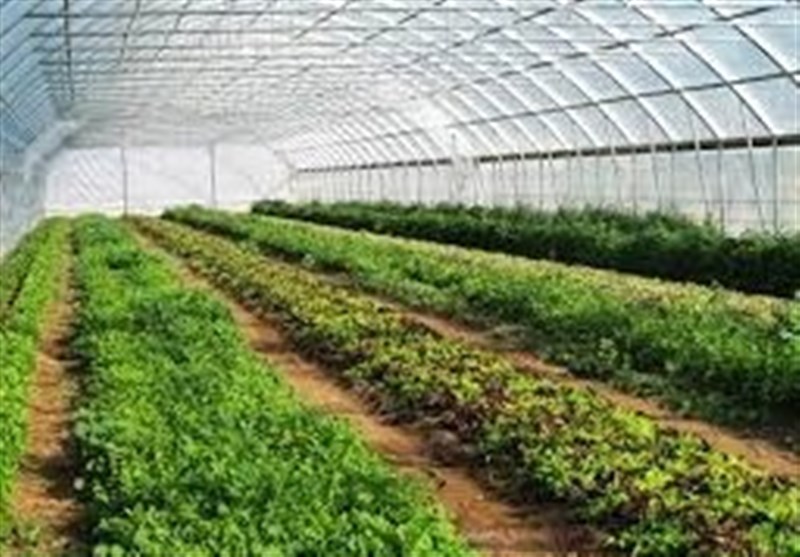 گلخانهداران اردبیلی کاهش شدید دمای هوا را جدی بگیرند