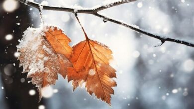 گیلان در انتظار برف و کولاک شدید/ هواشناسی هشدار داد