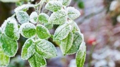 یخبندان بیرحم و ضربه سنگین به کشاورزی بلوچستان