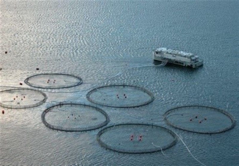 1000 تن به ظرفیت پرورش ماهی در بوشهر افزوده شد