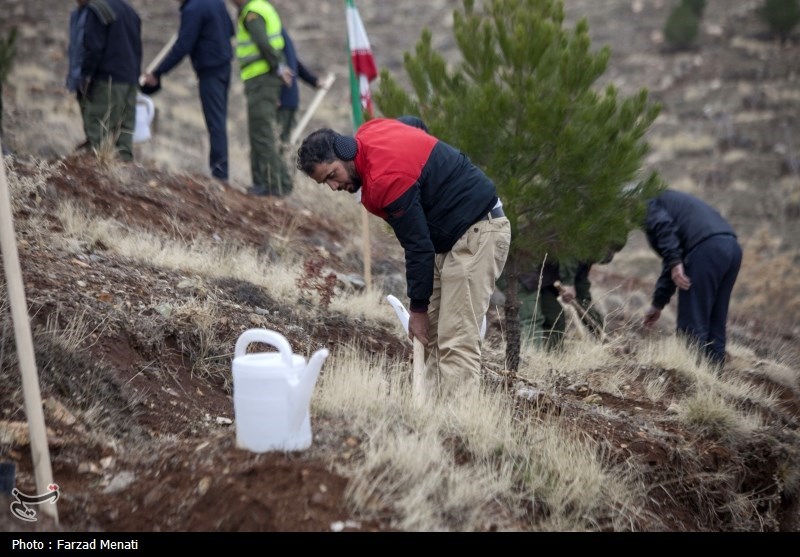 4.5 میلیون اصله نهال در همدان تولید شد