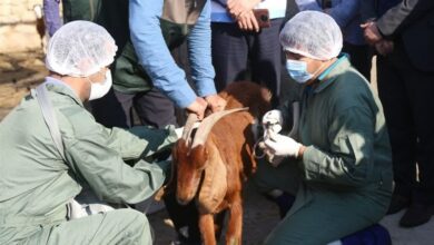 آغاز خدمات رایگان دامپزشکی استان بوشهر به دامداران