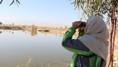 آغاز سرشماری نیمه زمستانه پرندگان آبزی و کنار آبزی در فارس