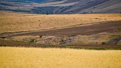 اجرای طرح جهش تولید در 100 هزار هکتار از دیمزارهای کرمانشاه