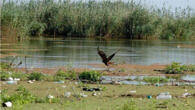 اختلاف برسر مساحت تالاب انزلی؛ روایتی از چالشها و راه حلها