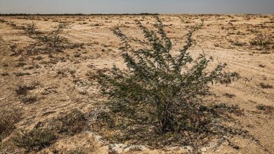 اقدامات محیط زیستی در قم جایگزین حبس می شود