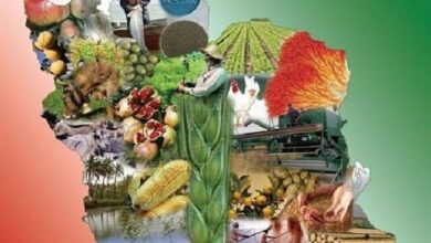 امنیت غذایی در گرو اقدامات نوآورانه/ از تجاریسازی علوم حمایت میکنیم