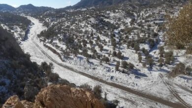 بارش برف کردستان را فرا گرفت/ فردا یخبندان میشود+فیلم