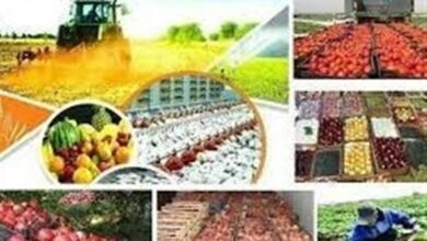 برپایی نمایشگاه تخصصی کشاورزی زاهدان پس از وقفه 10 ساله