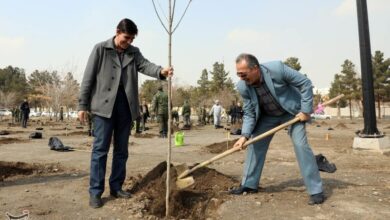 برگزاری پویش درختکاری «به نام پدر» در 17 شهرستان استان کرمان