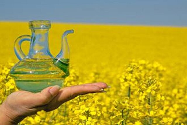 تامین بیش از ۹۰ درصد دانههای روغنی از طریق واردات/ برنامهریزی ۱۰ ساله برای خودکفایی