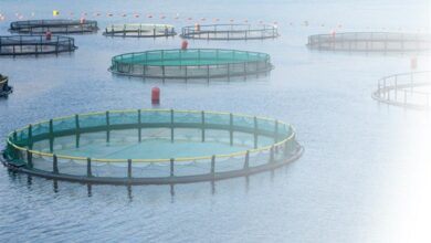 تجارت پرسود با پرورش ماهی در قفس؛ ساحل خزر را جدی بگیریم