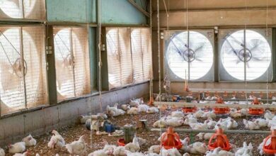 تخلیه تلفات مرغداریها در منابع طبیعی تخلف است