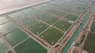 تدوین طرحهای اقتصاد دریا محور در استان بوشهر