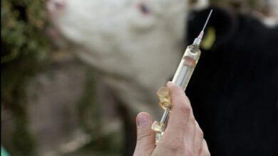 تزریق بیش از 320 هزار دز واکسن دامی در شهرستان خنداب