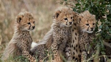 «توران» کُنام آرام یوزپلنگهای ایرانی؛ 3 فرد یوز مشاهده شد