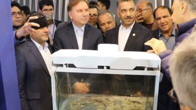 تولید 138 تن جلبک دریایی در استان بوشهر