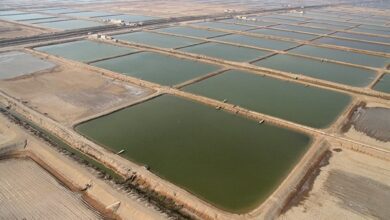 تولید 17 هزار تن میگو پرورشی در اراضی استان بوشهر