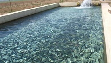 تولید 45 تن ماهی گرمابی در استخرهای کشاورزی بوشهر