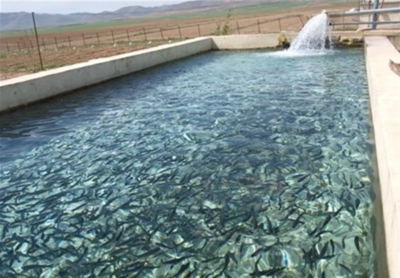 تولید 45 تن ماهی گرمابی در استخرهای کشاورزی بوشهر