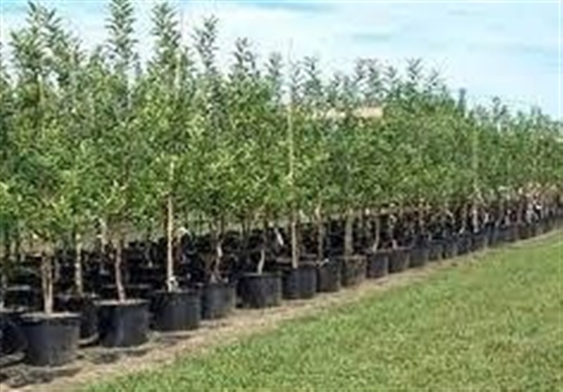 تولید 5.2 میلیون نهال در استان بوشهر
