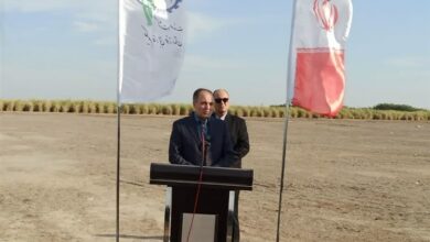 تولید خرمای ایرانی با کمک دانش بنیانها توسعه مییابد