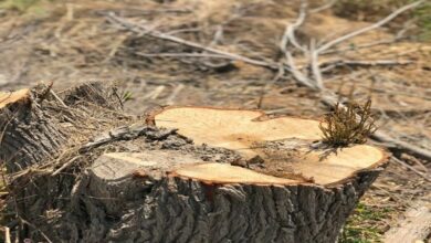 جریمه 560 میلیون ریالی برای قطع 10 اصله درخت در کرمانشاه