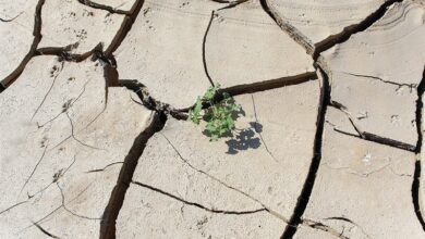 خشکسالی مهمترین چالش کشاورزان چهارمحال و بختیاری است