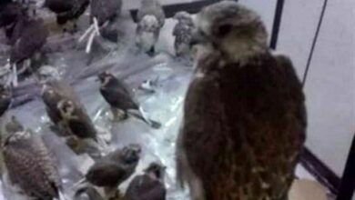 دستگیری صیاد حرفهای پرندگان شکاری در مشهد