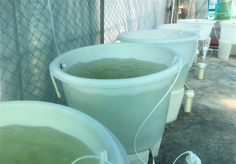 ذخیرهسازی 200 هزار صدف پرورشی در سواحل تنگستان