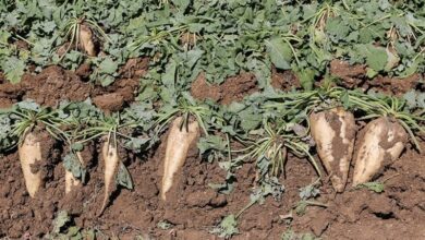 رشد 2 برابری کشت چغندرقند پاییزه در کرمانشاه