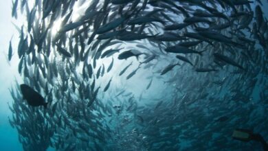 رشد صادرات آبزیان در ۹ ماهه امسال/ تورم صفر درصدی کنسرو تون ماهی با مدیریت واردات