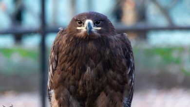 رهاسازی یک بهله عقاب سارگپه در طبیعت+فیلم